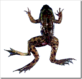 Deformed_Frog_3